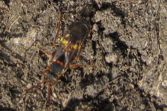 photo of the Nomad Bee recorded by local volunteer Susan Acton Campell in the West of England
