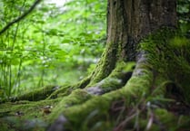 What would you like to see in your community woodland?