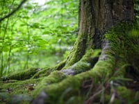 What would you like to see in your community woodland?