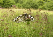 42,867 butterflies spotted