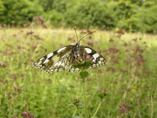 42,867 butterflies spotted