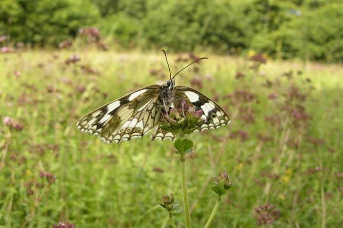 Butterfly in a field.