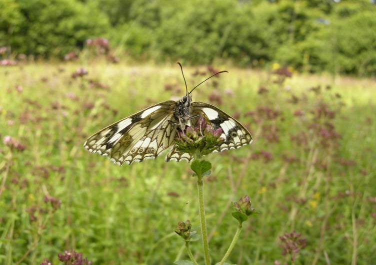 Butterfly in a field.