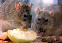 North Somerset Council dealt with almost a dozen rodent infestations last year