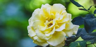 Open Gardens and Heritage Trail raise funds for St Giles Church
