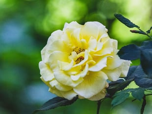 Open Gardens and Heritage Trail raise funds for St Giles Church