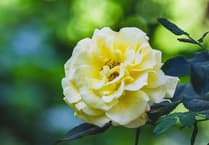 A nosy at the posies: open gardens and heritage trail will raise funds for Leigh On Mendip Church