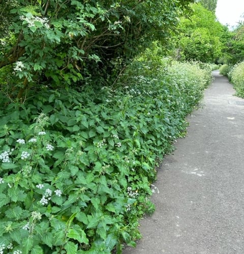 overgrown greenway