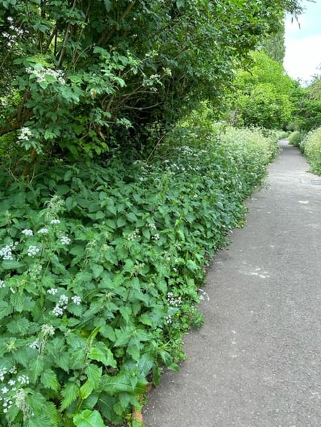 overgrown greenway