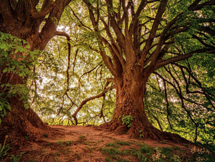 40 per cent of major new road schemes in England impact ancient woods
