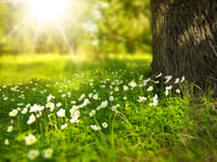Protect local green spaces