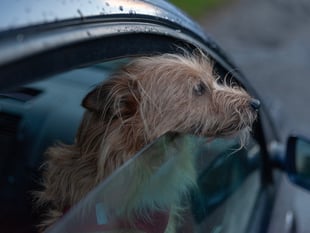 Keep dogs safe