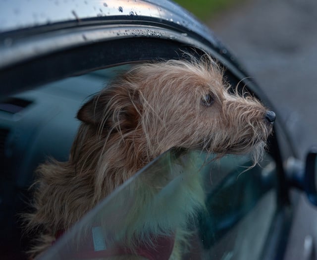 Keep dogs safe