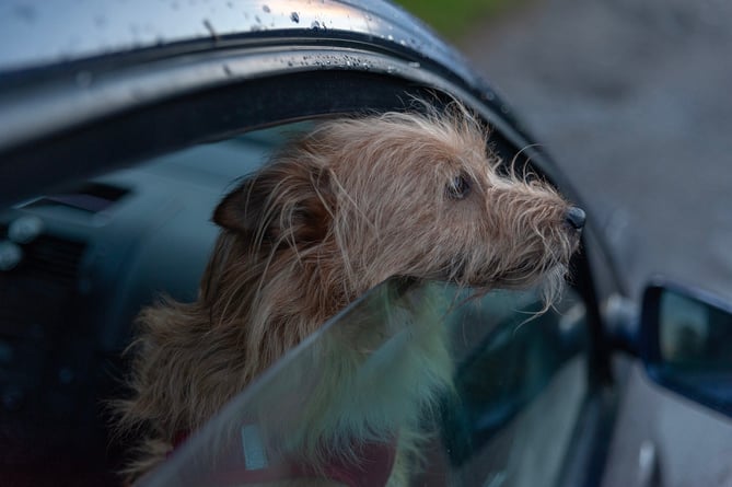 The Kennel Club warns not to leave your dog in a car on a hot day. 
