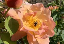 Climate Action Group: Restoring biodiversity into Farrington Gurney