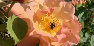 Climate Action Group: Restoring biodiversity into Farrington Gurney