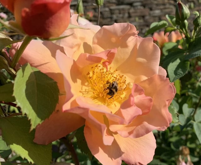 Climate Action Group: Restoring biodiversity into Farrington Gurney