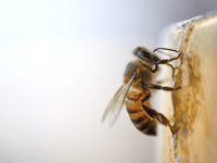 Bee-friendly farming