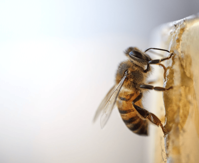Bee-friendly farming