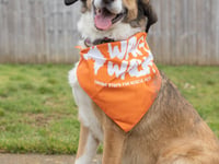 Wag Walk sets out to help rescued furry friends