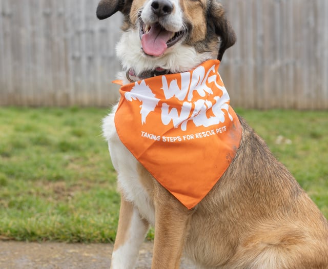 Wag Walk sets out to help rescued furry friends