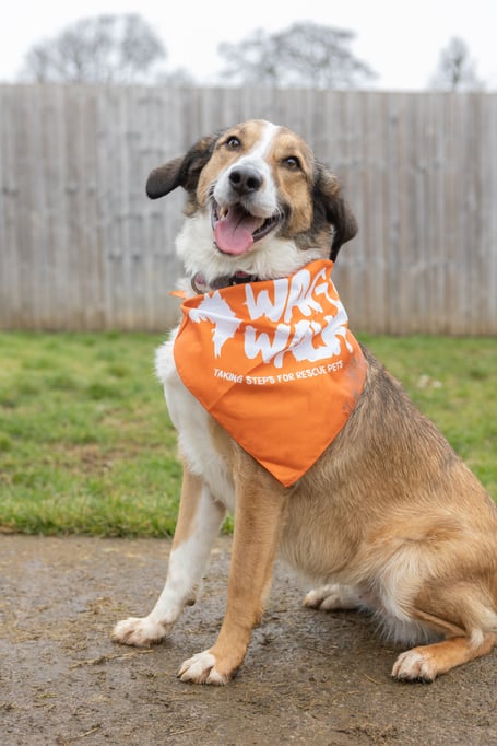 Bath Cats and Dogs Home's rescue dog, Bonny, is ready for the Wag Walk event on Sunday 3rd September 2023.