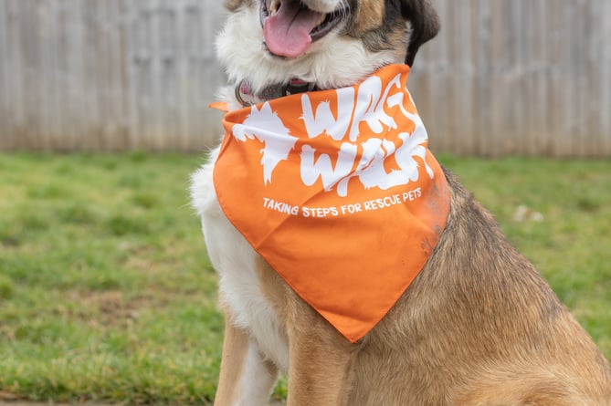 Bath Cats and Dogs Home's rescue dog, Bonny, is ready for the Wag Walk event on Sunday 3rd September 2023.