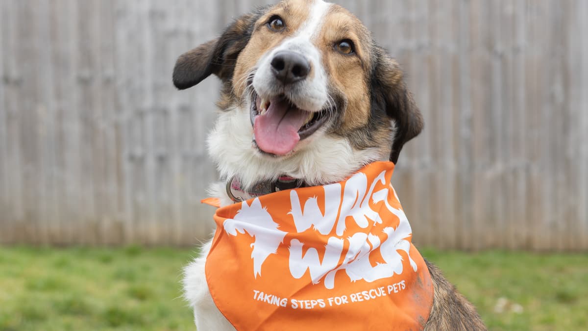 Bath Cats and Dogs Home encourage walkers to join Wag Walk fundraiser