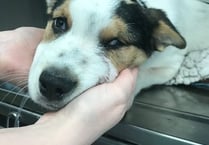 Cruelty on the rise in Somerset
