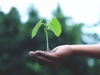 Climate change gardening: How to adapt