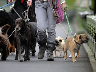  Fewer dog bite wounds treated in Bristol, north Somerset and south Gloucestershire