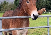 Horseworld cancel fundraiser