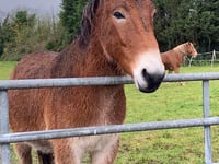 Horseworld cancel fundraiser
