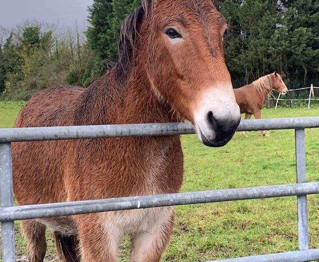 Horseworld cancel fundraiser