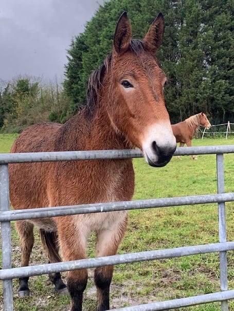 Horseworld storms
