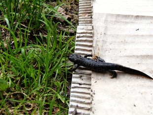 Great Crested Newts found