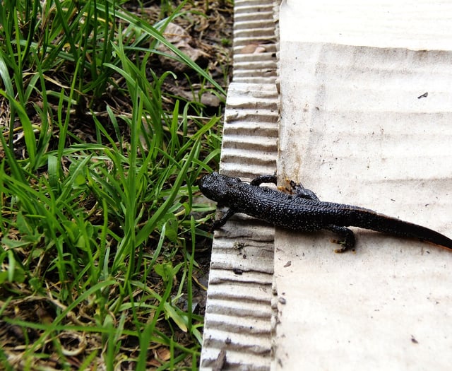 Great Crested Newts found