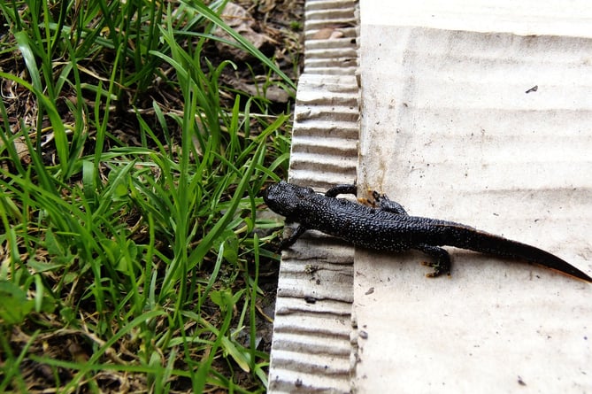 Great Crested Newt. 