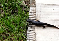 Great Crested Newts found
