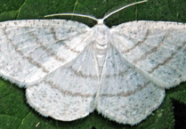 Mendip Gardening Club: How to attract moths to your garden