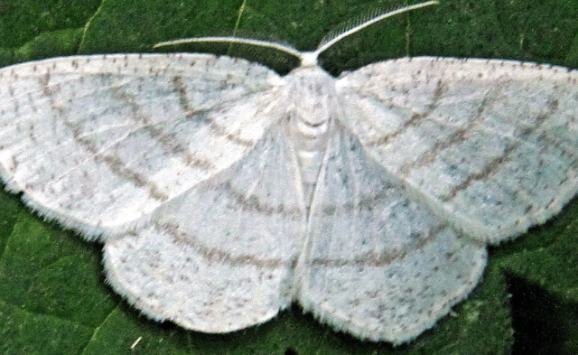 Mendip Gardening Club: How to attract moths to your garden