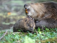 Baby beaver boom on Exmoor
