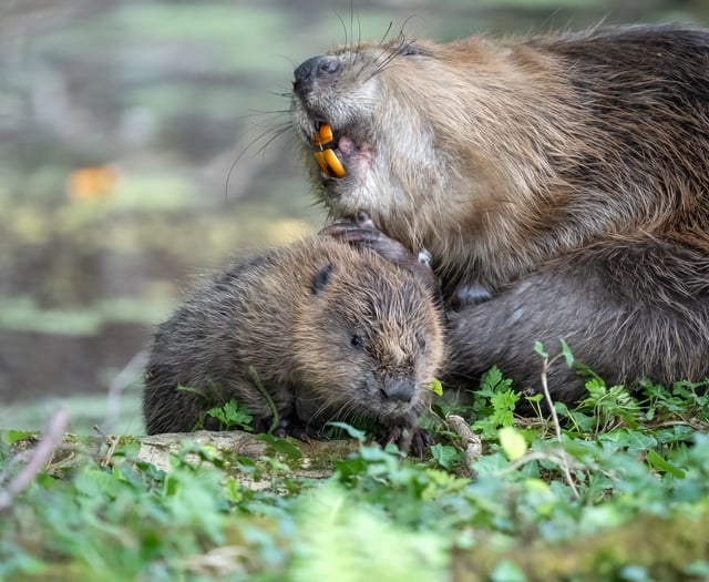 Baby beaver boom on Exmoor