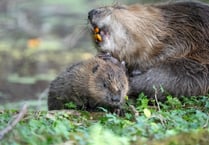Baby beaver boom on Exmoor