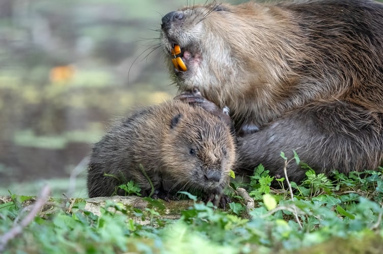 Baby beaver boom on Exmoor in Somerset as three kits are born in ...