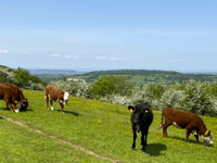 Virtual fence grazing for cows