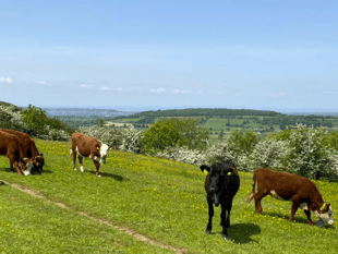 Virtual fence grazing for cows