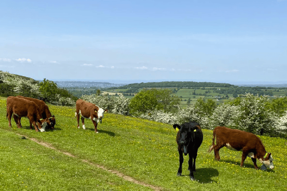 Virtual fence grazing introduced to the Mendip Hills