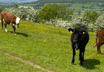 Virtual fence grazing for cows