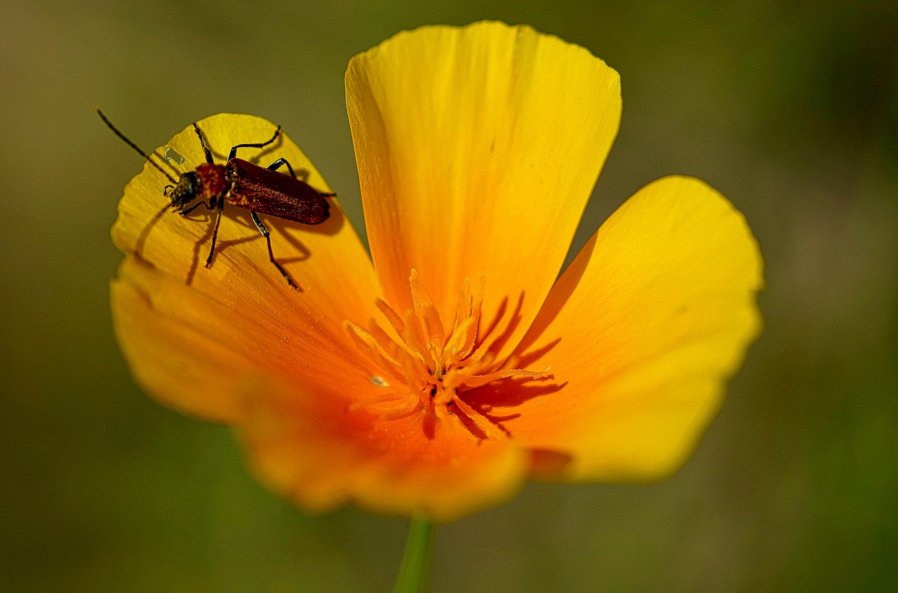 What useful  insects  have you  found in  your garden?